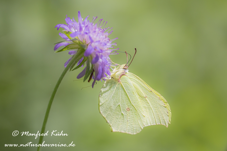 Zitronenfalter ()_0025