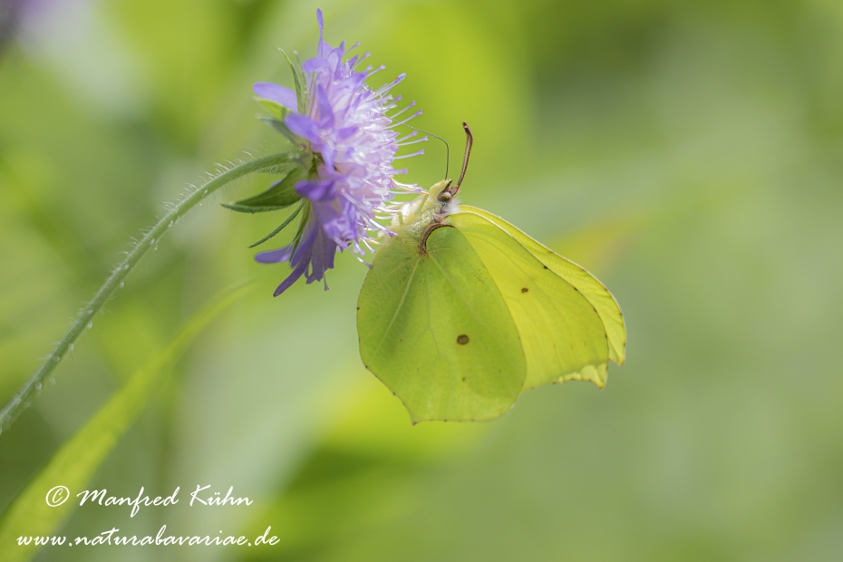 Zitronenfalter ()_0026