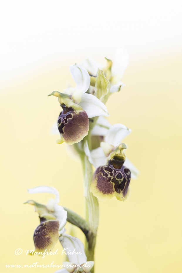 Ragwurz (Hummel-)_0069