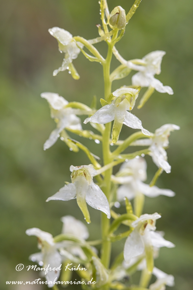 Waldhyazinthe (grünliche)_0002