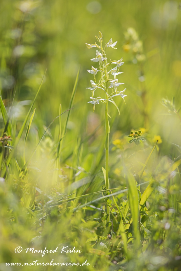 Waldhyazinthe (grünliche)_0009