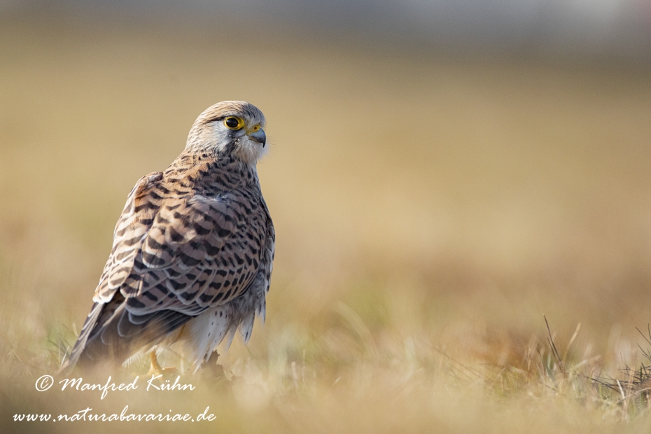 Turmfalke ()_0075