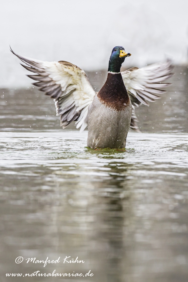 Stockente ()_0016