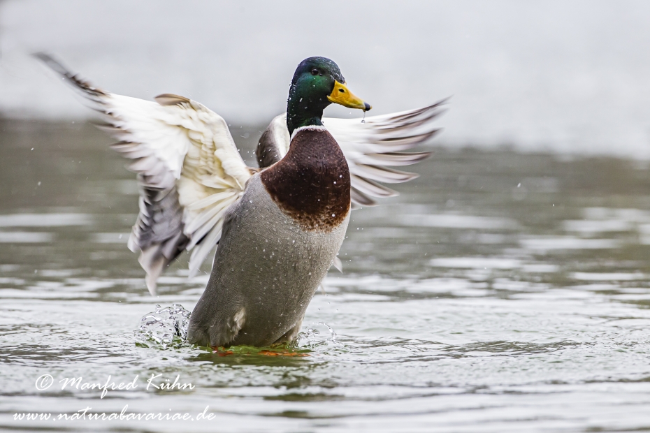 Stockente ()_0019