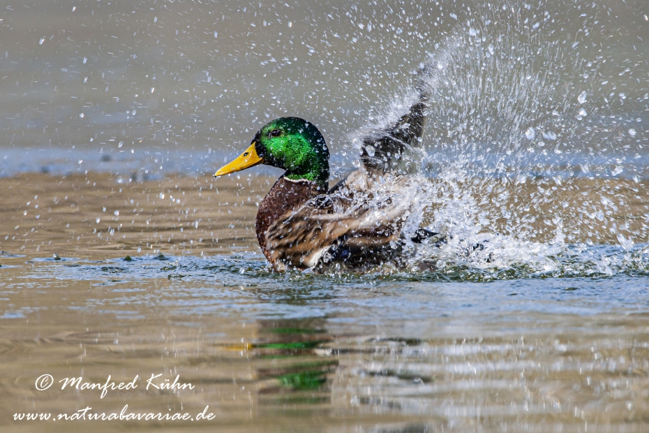 Stockente ()_0027