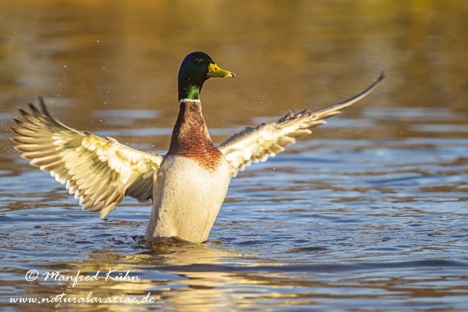 Stockente ()_0035