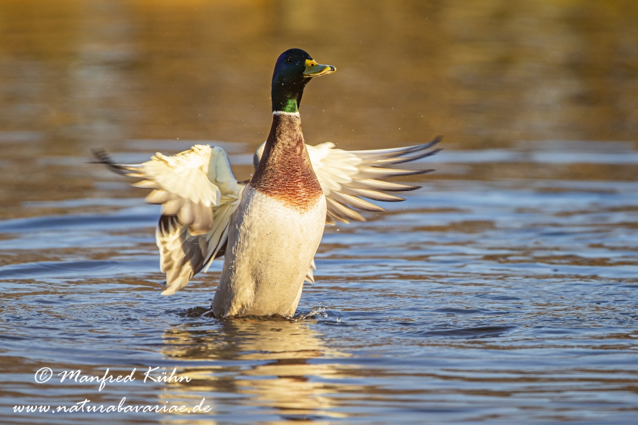 Stockente ()_0036