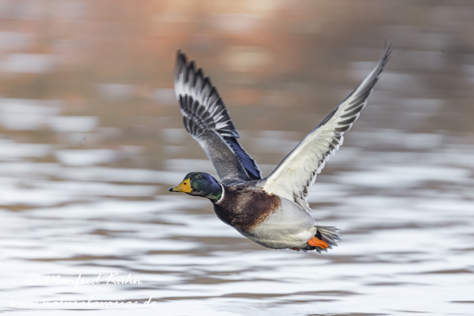 Stockente ()_0045