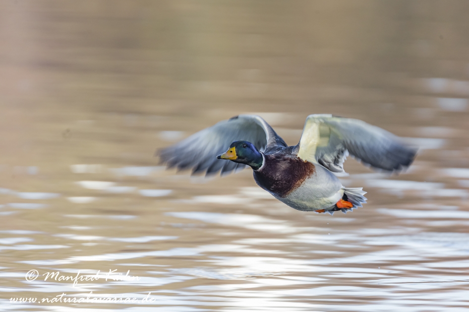 Stockente ()_0046