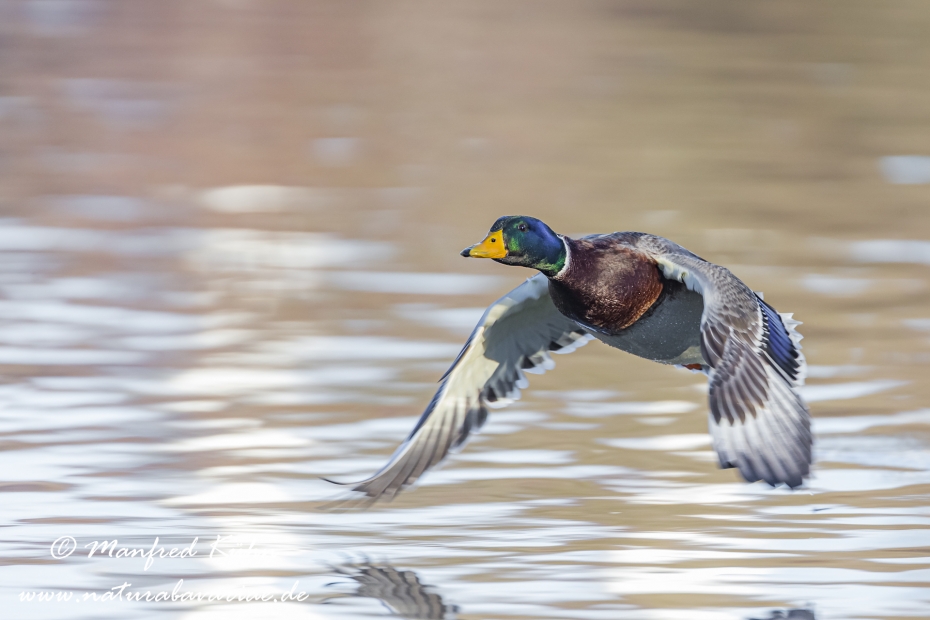 Stockente ()_0047