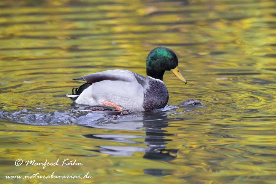 Stockente ()_0057