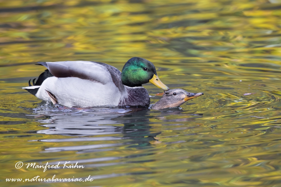 Stockente ()_0059