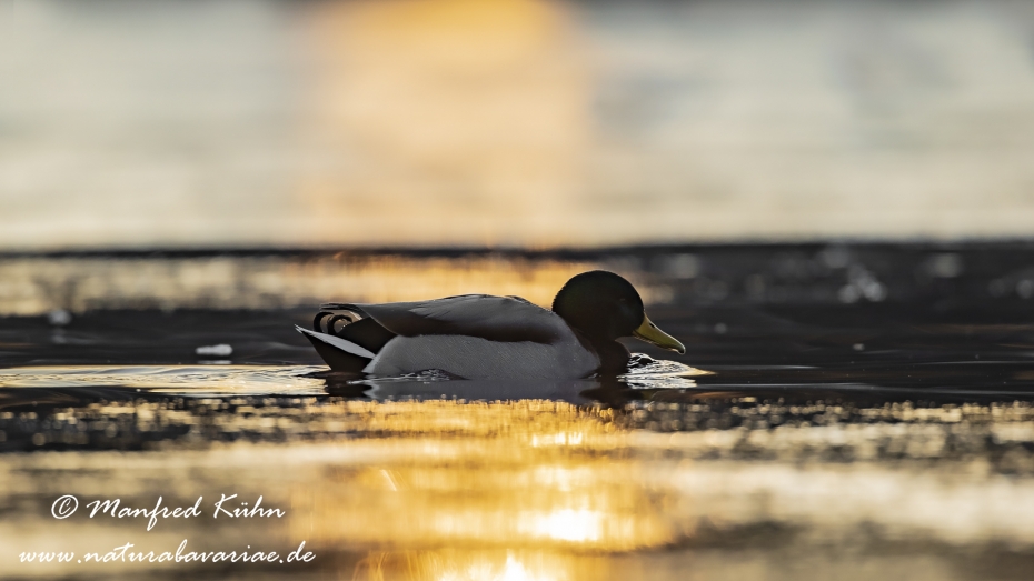 Stockente ()_0080