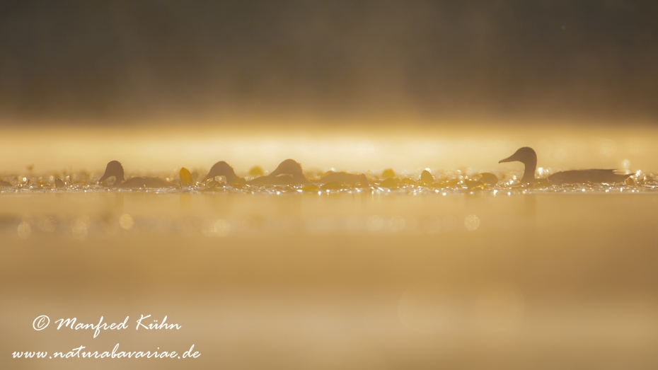 Stockente ()_0085