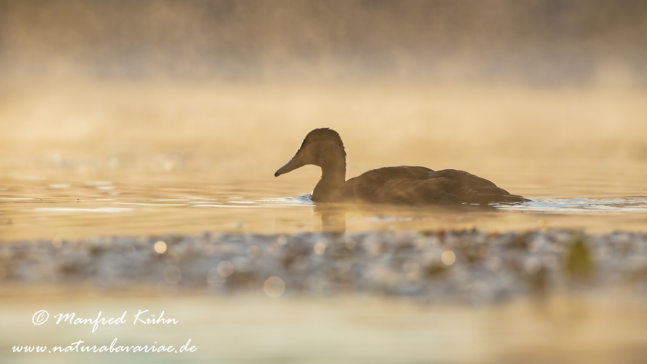Stockente ()_0086