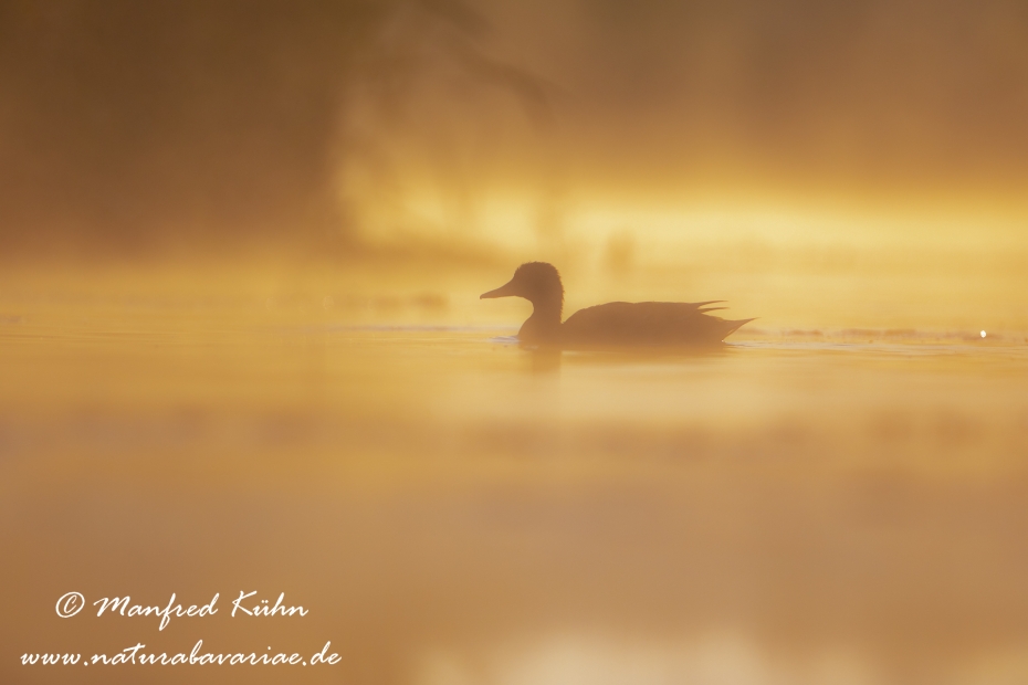Stockente ()_0090