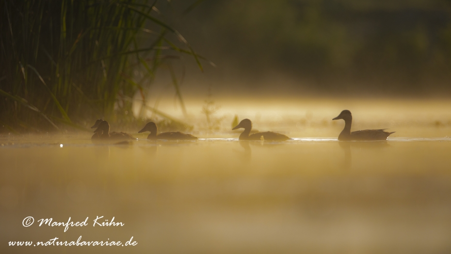 Stockente ()_0093