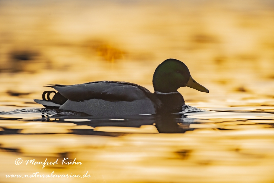 Stockente ()_0096