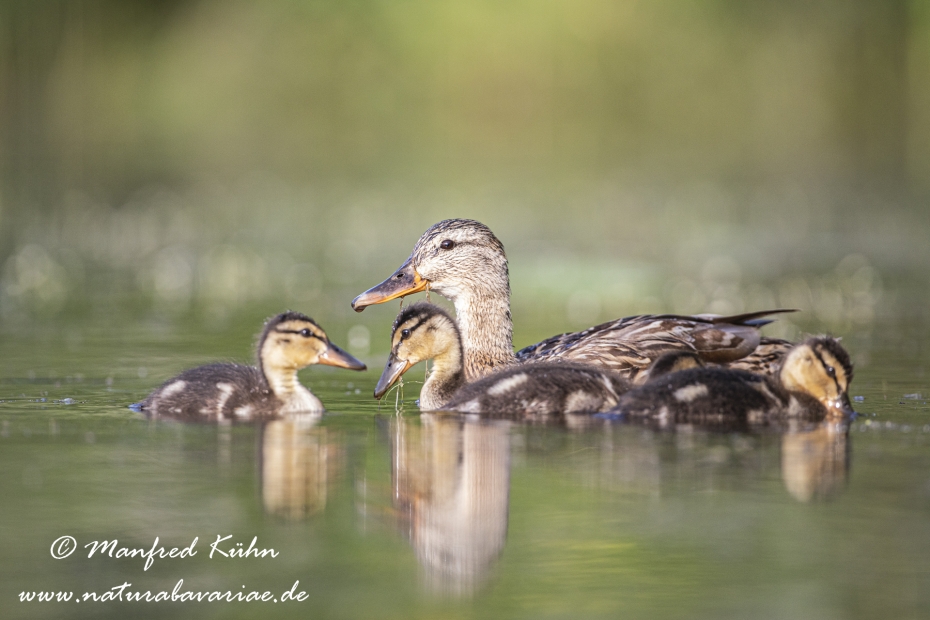 Stockente ()_0112