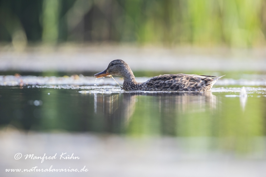 Stockente ()_0125