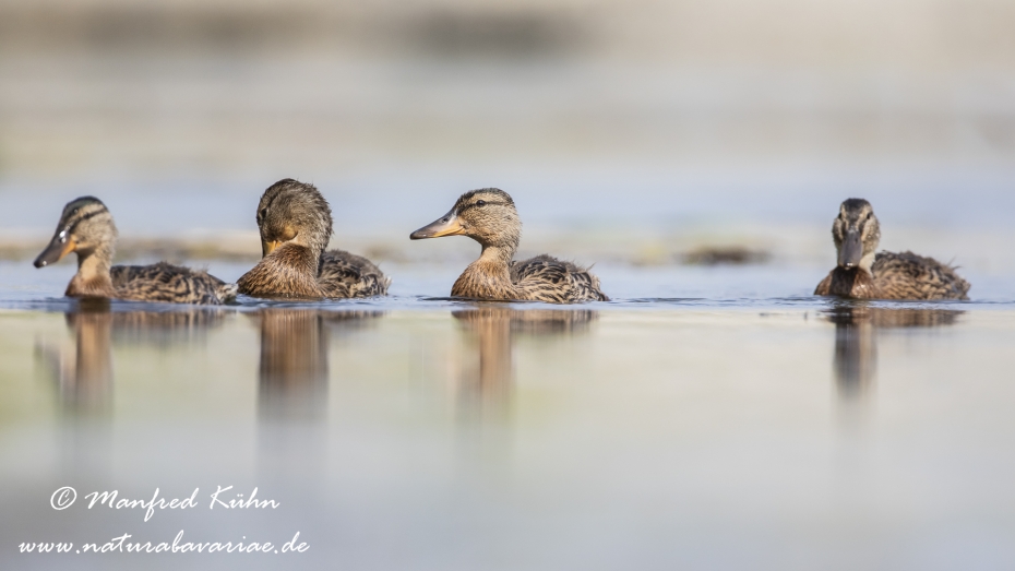 Stockente ()_0126