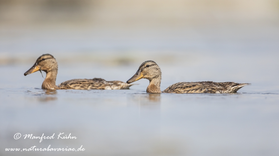 Stockente ()_0127