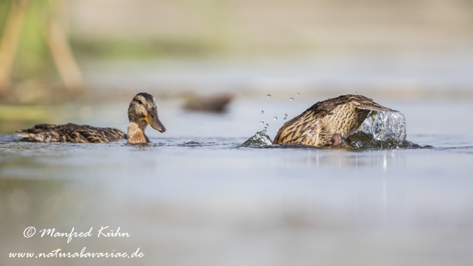 Stockente ()_0128