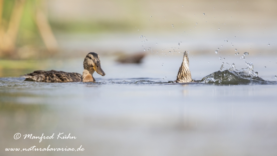 Stockente ()_0129