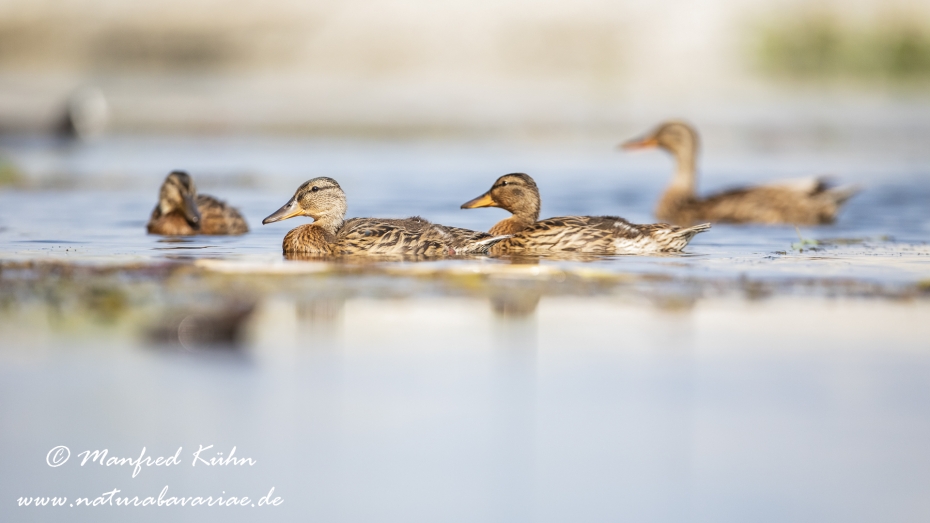 Stockente ()_0130
