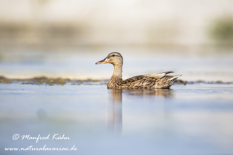 Stockente ()_0131