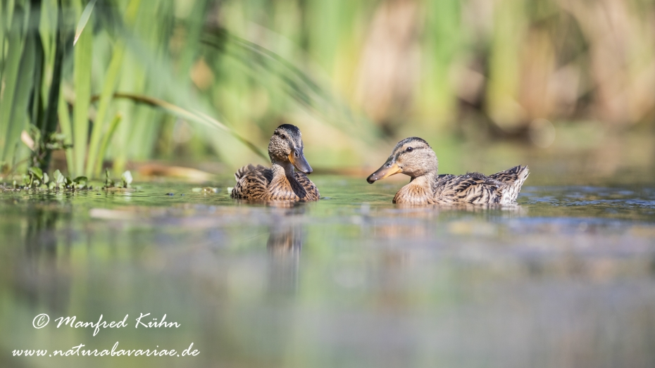 Stockente ()_0132