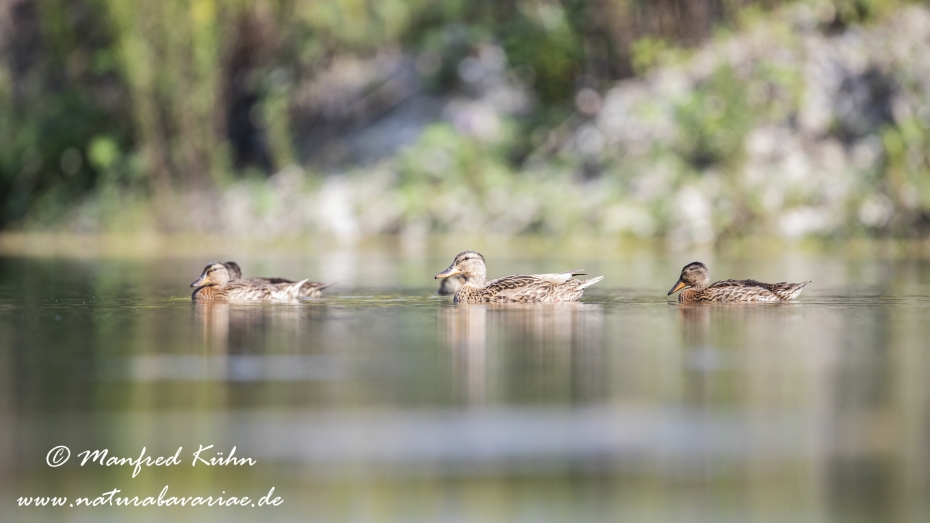 Stockente ()_0133