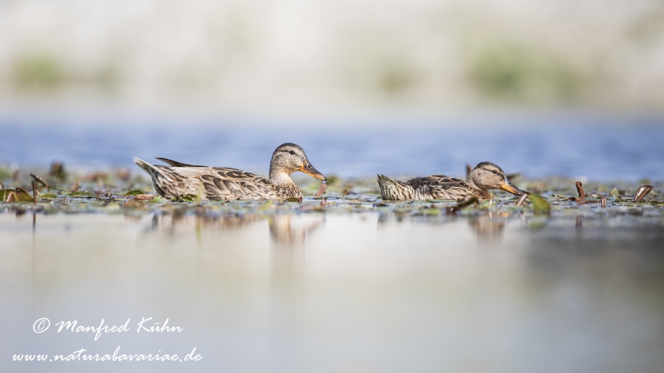 Stockente ()_0134