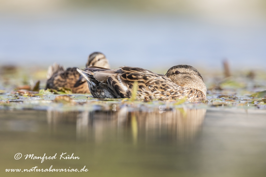 Stockente ()_0135
