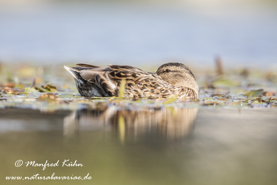Stockente ()_0136
