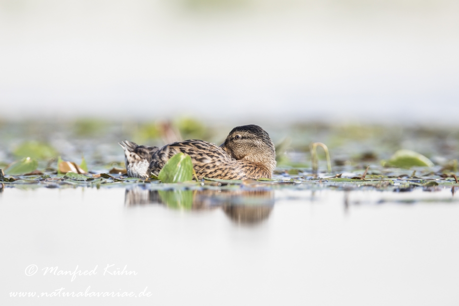 Stockente ()_0137