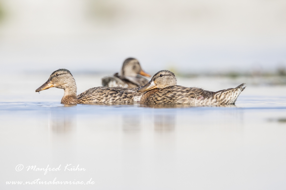 Stockente ()_0138