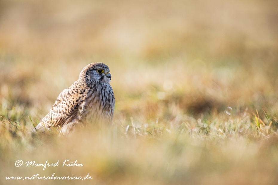 Turmfalke ()_0065