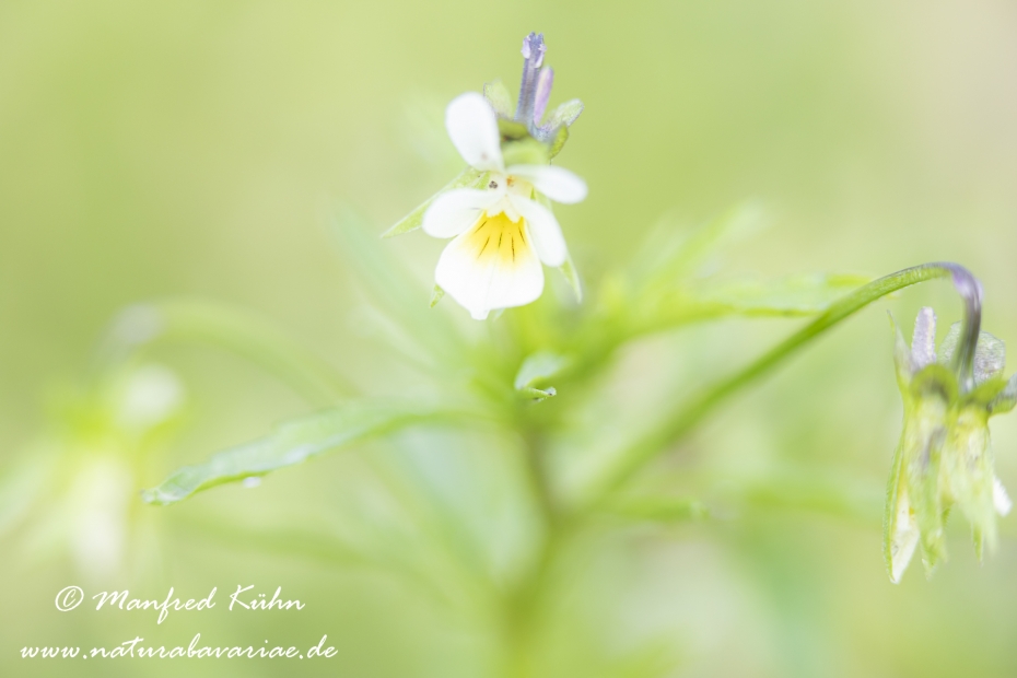 Stiefmuetterchen (Acker-)_0009
