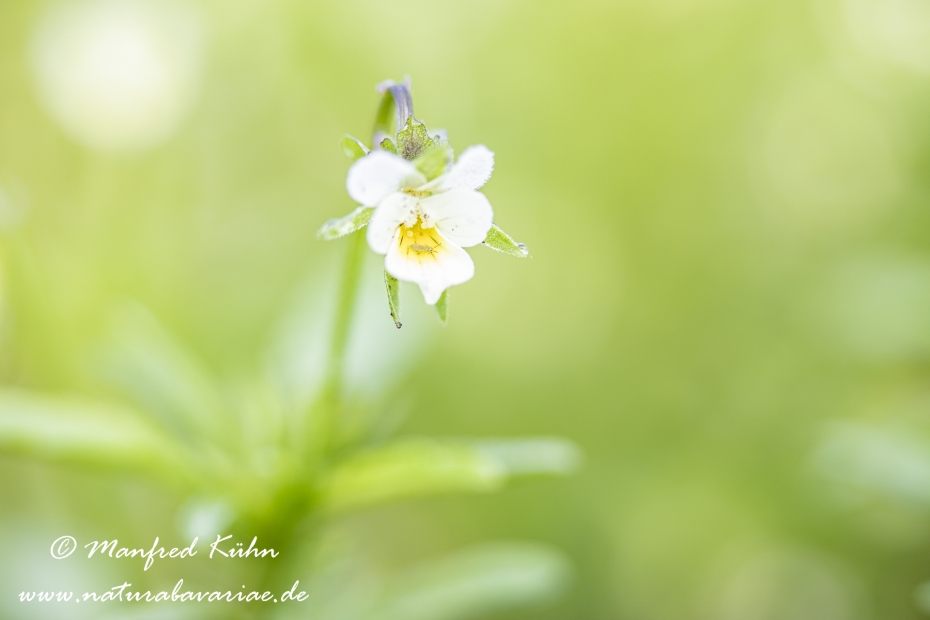 Stiefmuetterchen (Acker-)_0010
