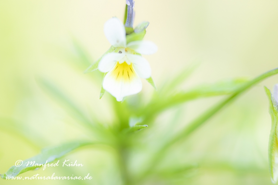 Stiefmuetterchen (Acker-)_0013