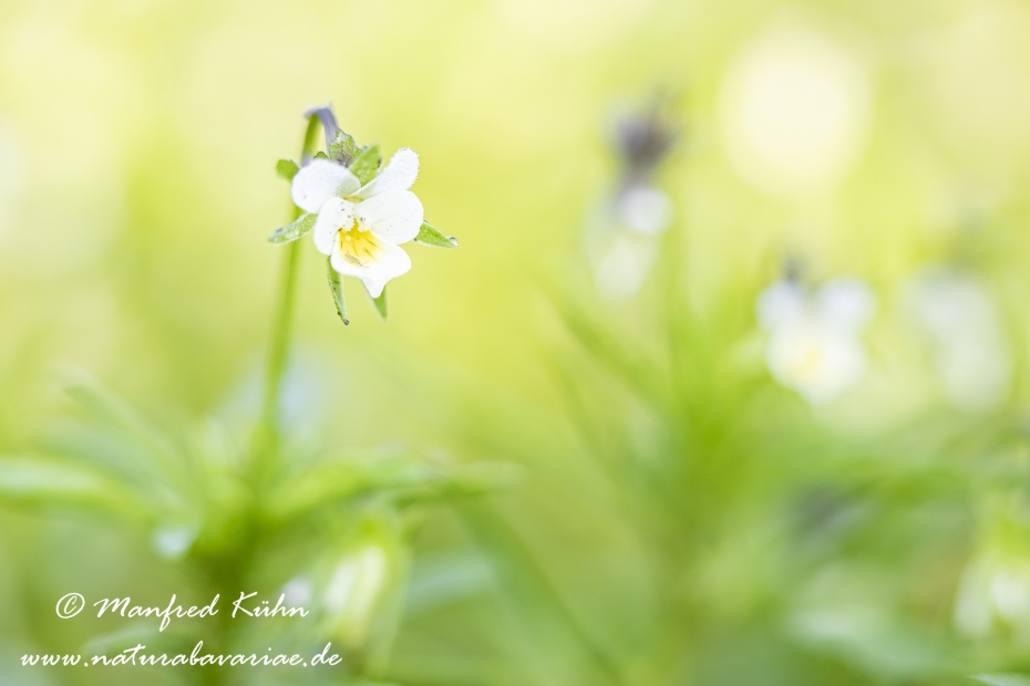 Stiefmuetterchen (Acker-)_0015