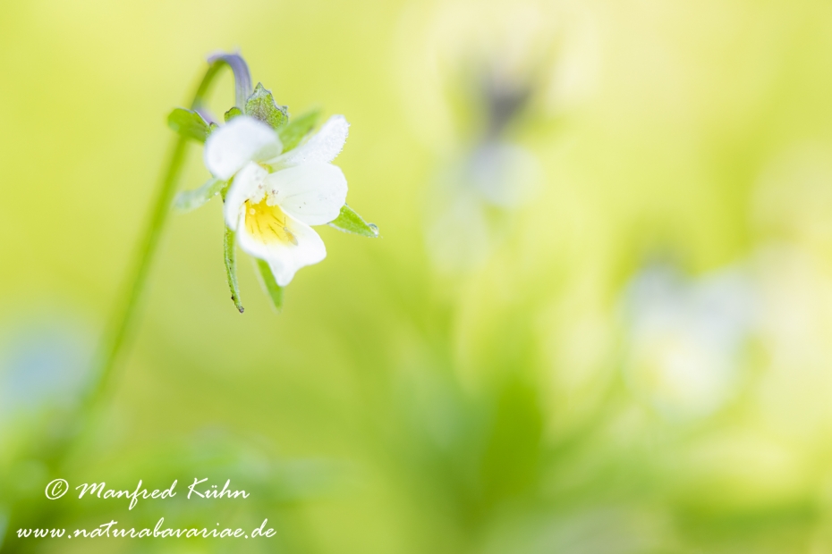 Stiefmuetterchen (Acker-)_0017