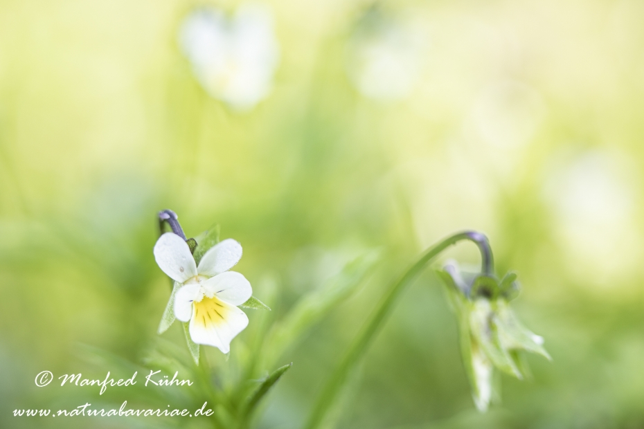 Stiefmuetterchen (Acker-)_0027