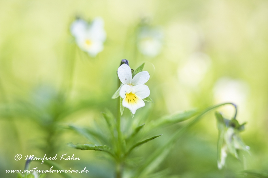 Stiefmuetterchen (Acker-)_0029
