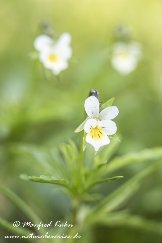 Stiefmuetterchen (Acker-)_0030