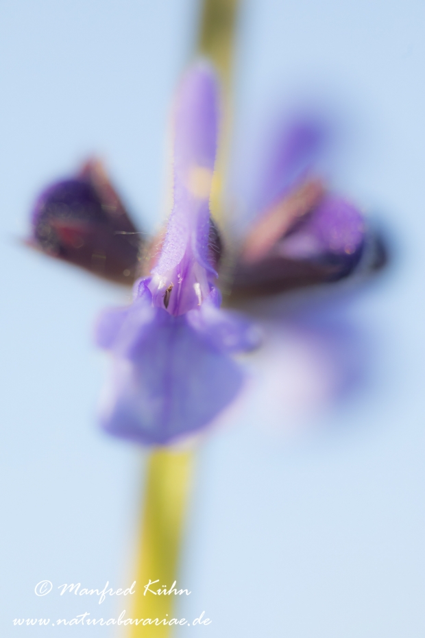 Salbei (Wiesen-)_0029