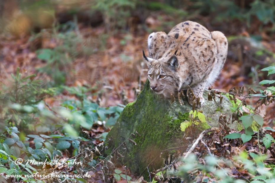 Luchs (Europäischer)_0083