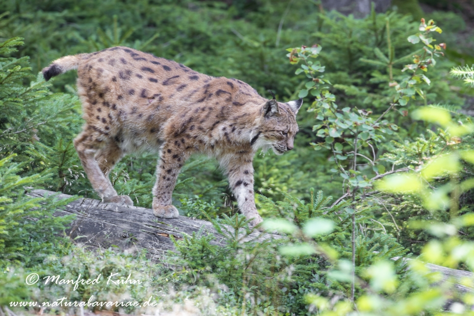 Luchs (Europäischer)_0111