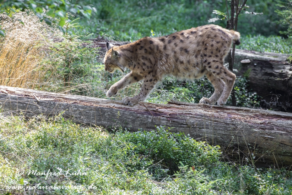 Luchs (Europäischer)_0117